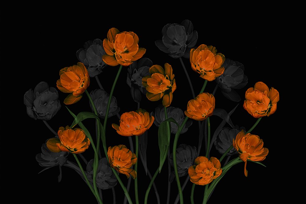 Lysende orange tulipaner af Lydia Jacobs