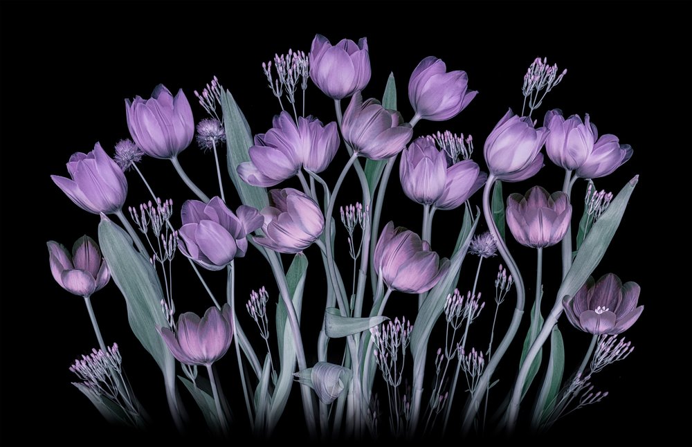 Lysende lilla tulipaner af Lydia Jacobs