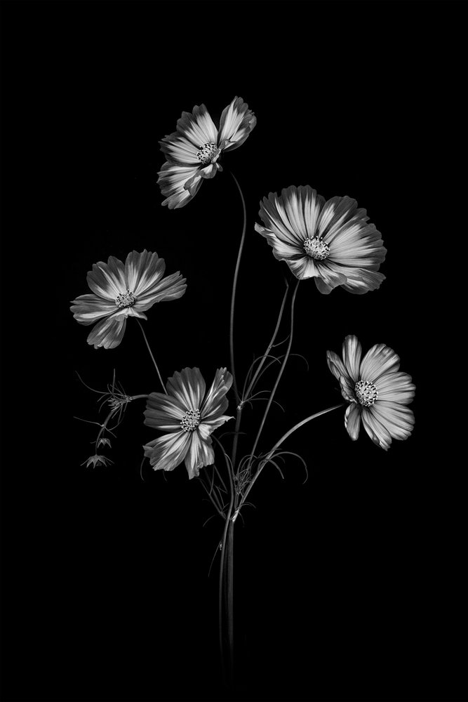 Monokrome kosmosblomster af Lydia Jacobs