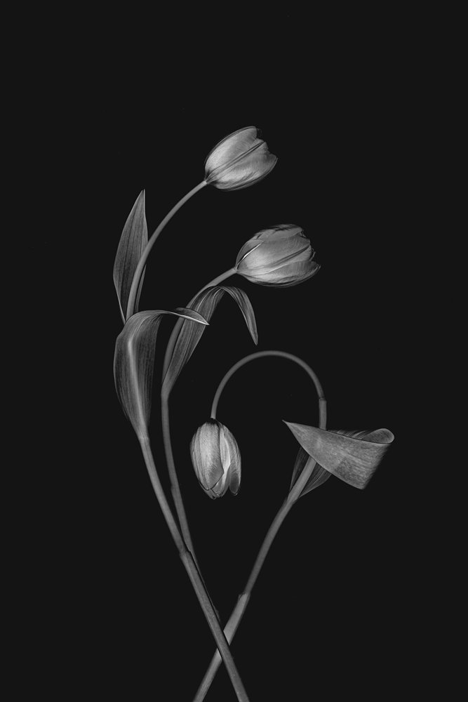 Monokrom Tulip Grace af Lydia Jacobs