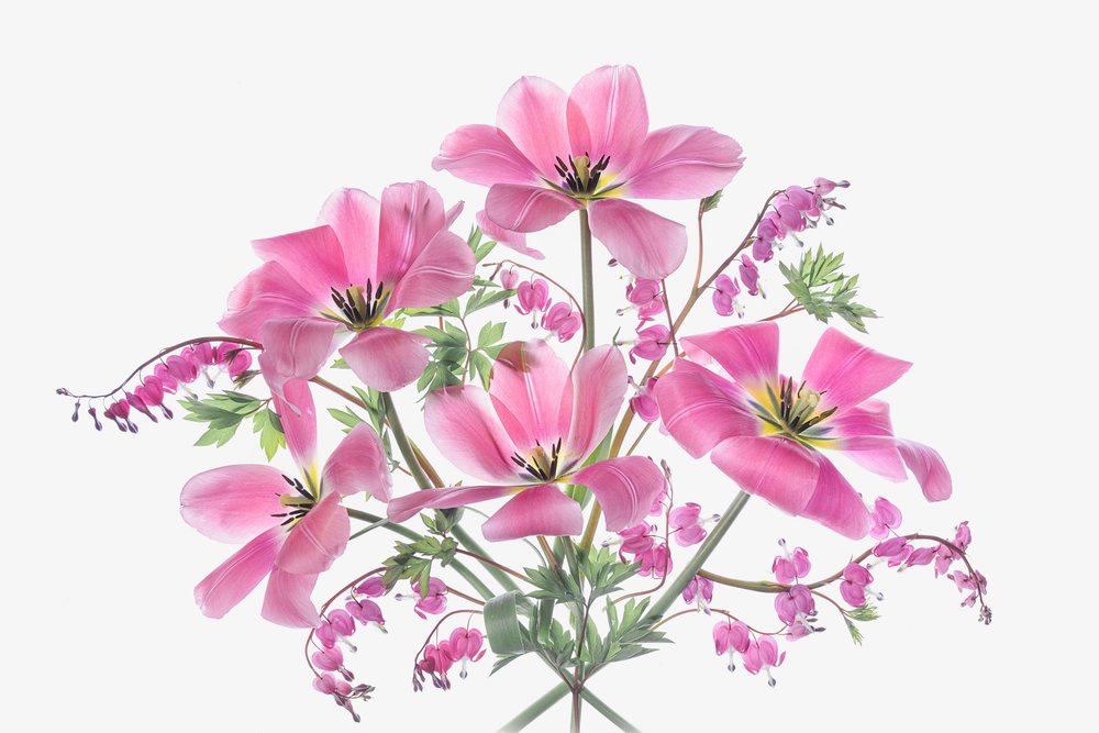 Lyserøde forårsblomster af Lydia Jacobs