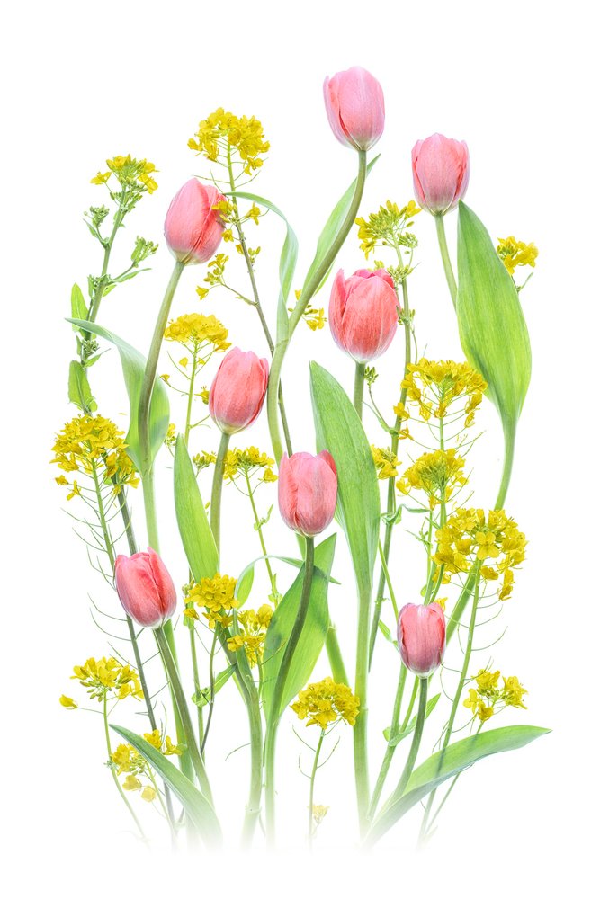 Lyserøde tulipaner og gule blomster af Lydia Jacobs