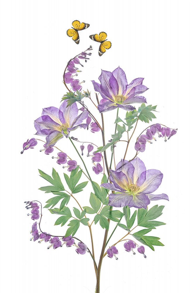 Lilla blomster og sommerfugle af Lydia Jacobs