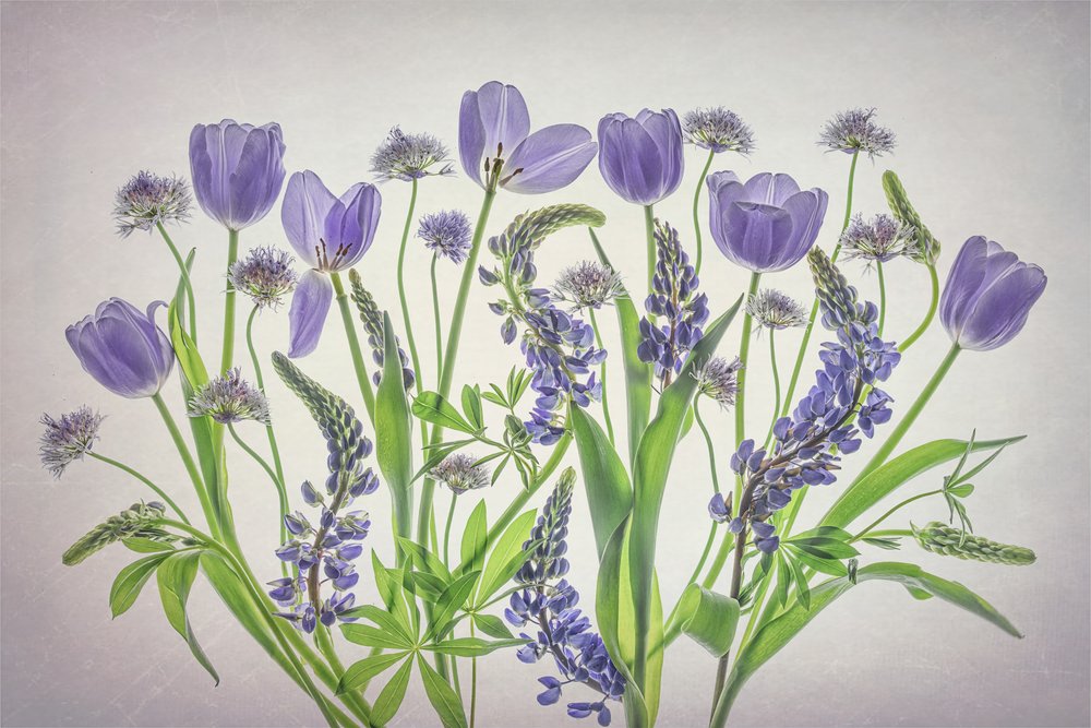 Bløde, lilla blomster af Lydia Jacobs