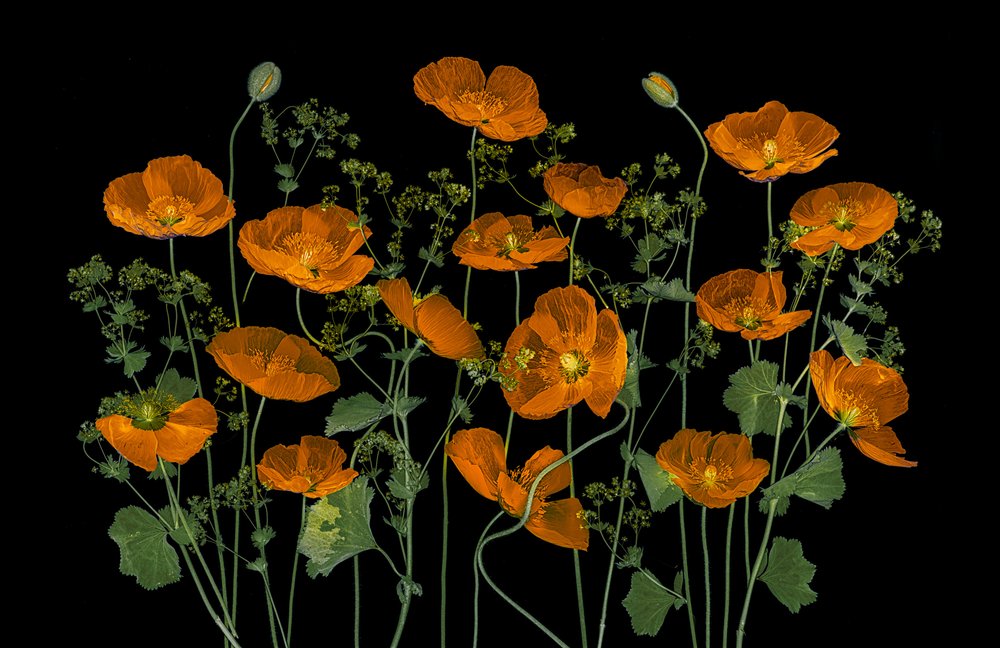 Levende orange valmuer af Lydia Jacobs