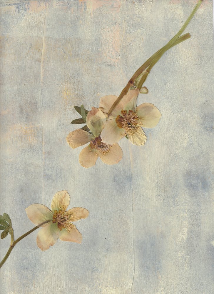 Pale Blue Botanicals af Maira Ribena