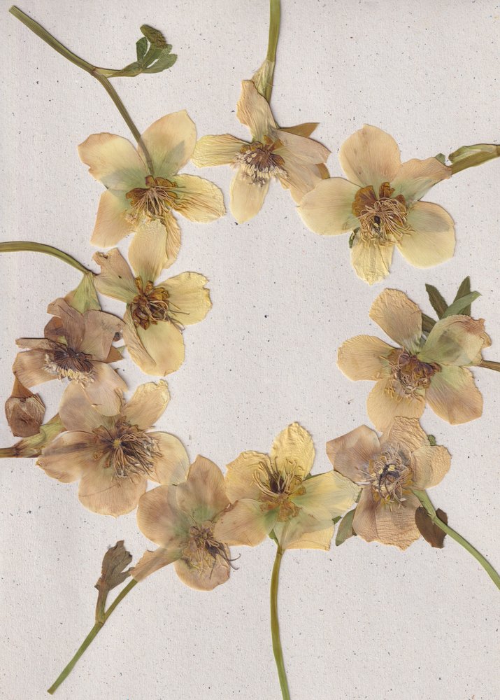 Krans af pressede blomster af Maira Ribena