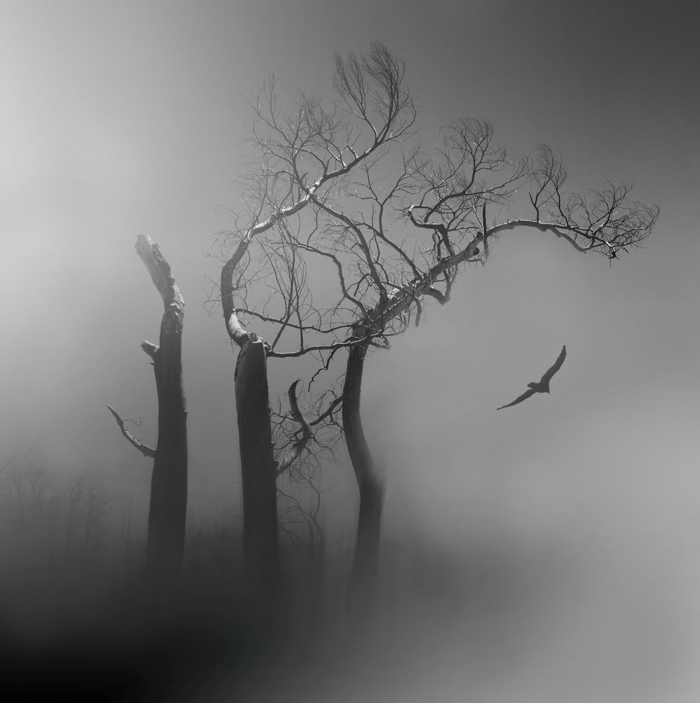 Lone Bird – Tågede træer af Margaret Halaby