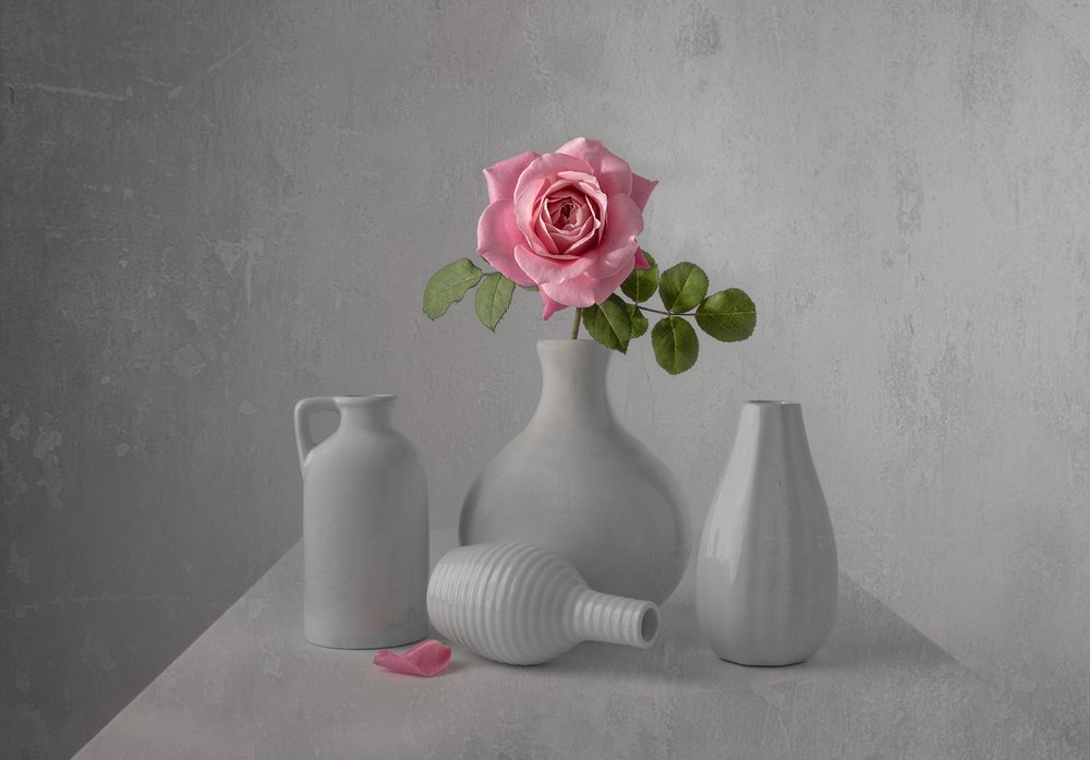 Stilleben med en delikat lyserød rose af Margareth Perfoncio