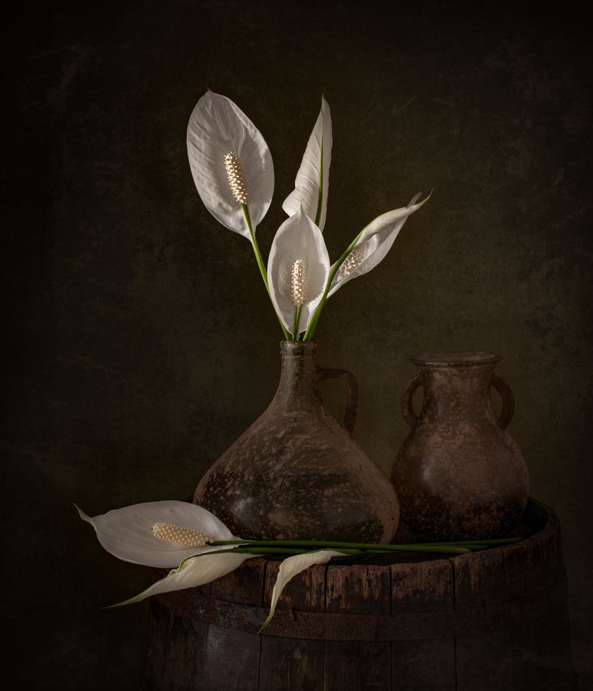 Moody-fredsliljer af Margareth Perfoncio