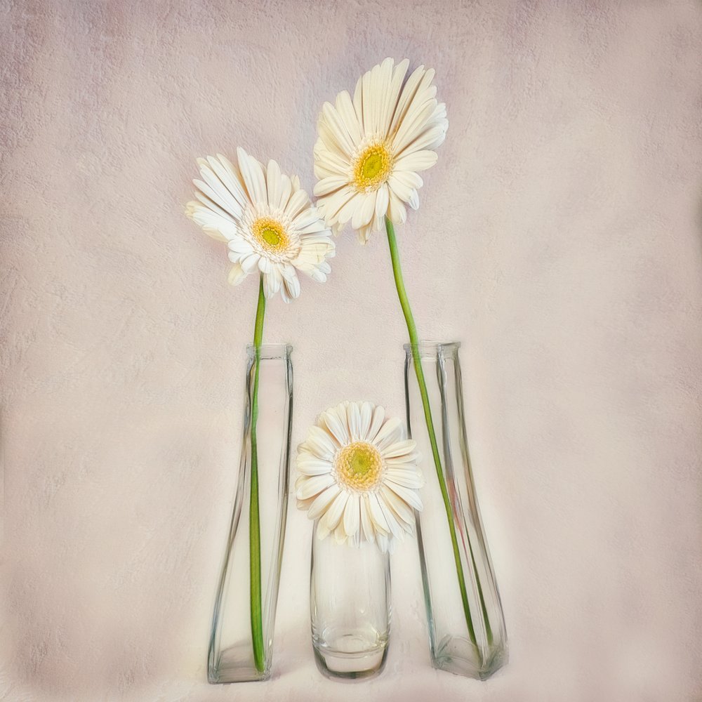 Elegante hvide gerberaer af Marie-anne Stas