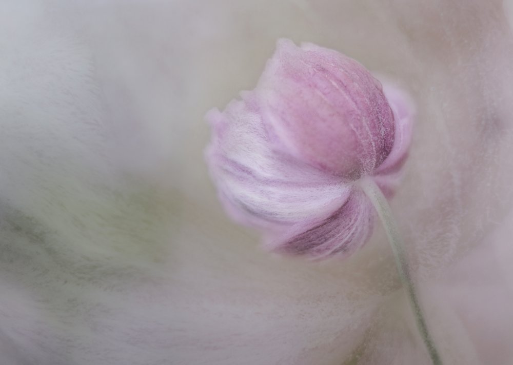 Blid lyserød blomst af Marie-anne Stas