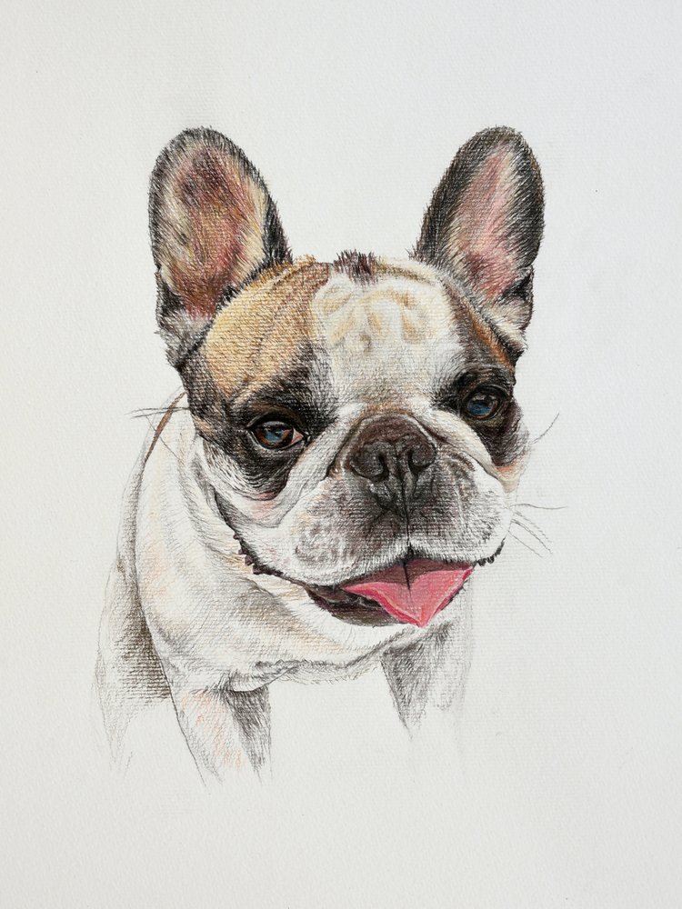 Glad fransk bulldog af Marina Kozyr