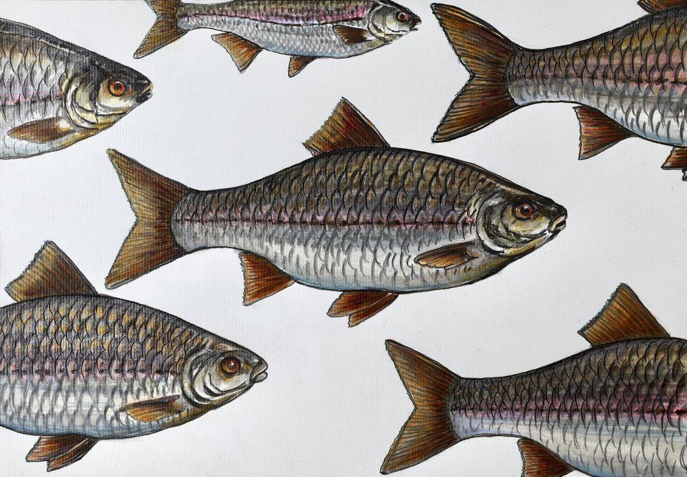 Illustration af en svømmende fisk af Marina Kozyr