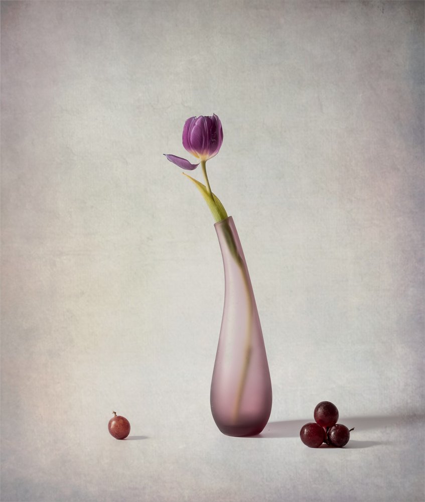 Stilleben med lilla tulipaner af May G