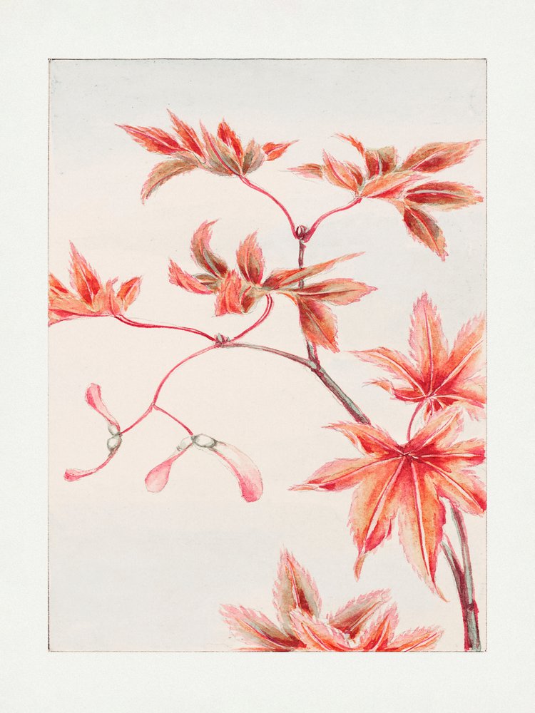 En gren af et Momiji-ahorntræ med blade og frø, 1870–1880 af Megata Morikaga