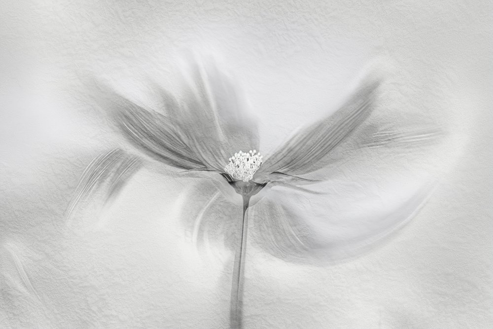 Æterisk blomstring i bevægelse af Molly Fu APA