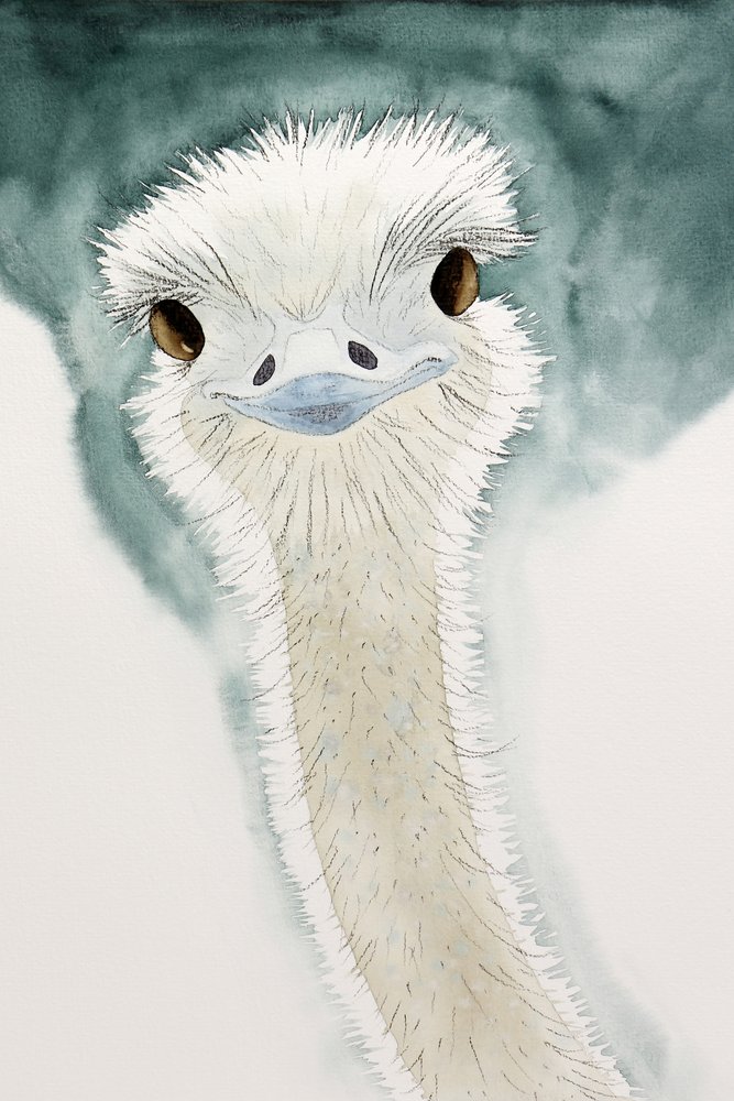 Den muntre struds fra Afrika af Natalie Bruns