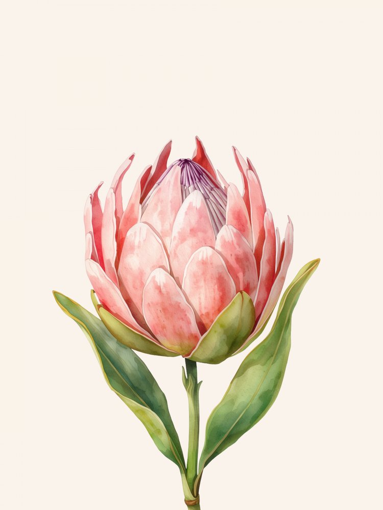 Pink Protea-blomst af Ohkimiko