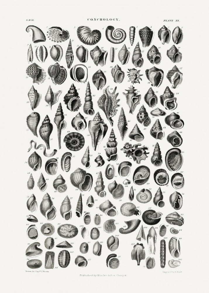 Sealife III af Oliver Goldsmith