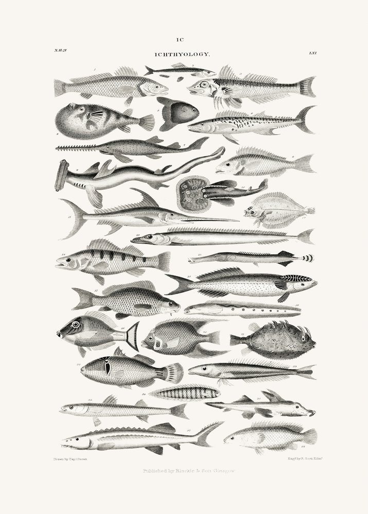 Sealife I af Oliver Goldsmith