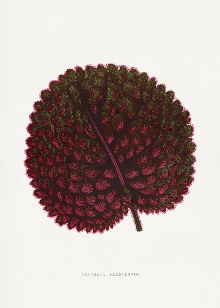  af PictufyLes Plantes a Feuillage Colore