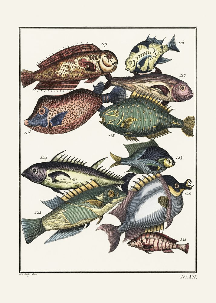 »Exotic Fish« (1767) af J. V. Schley af Pictufy