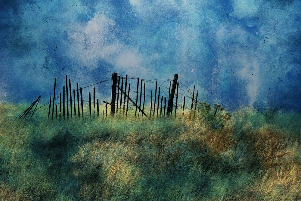 Kysthegn Blue Sky af Porter Thomas