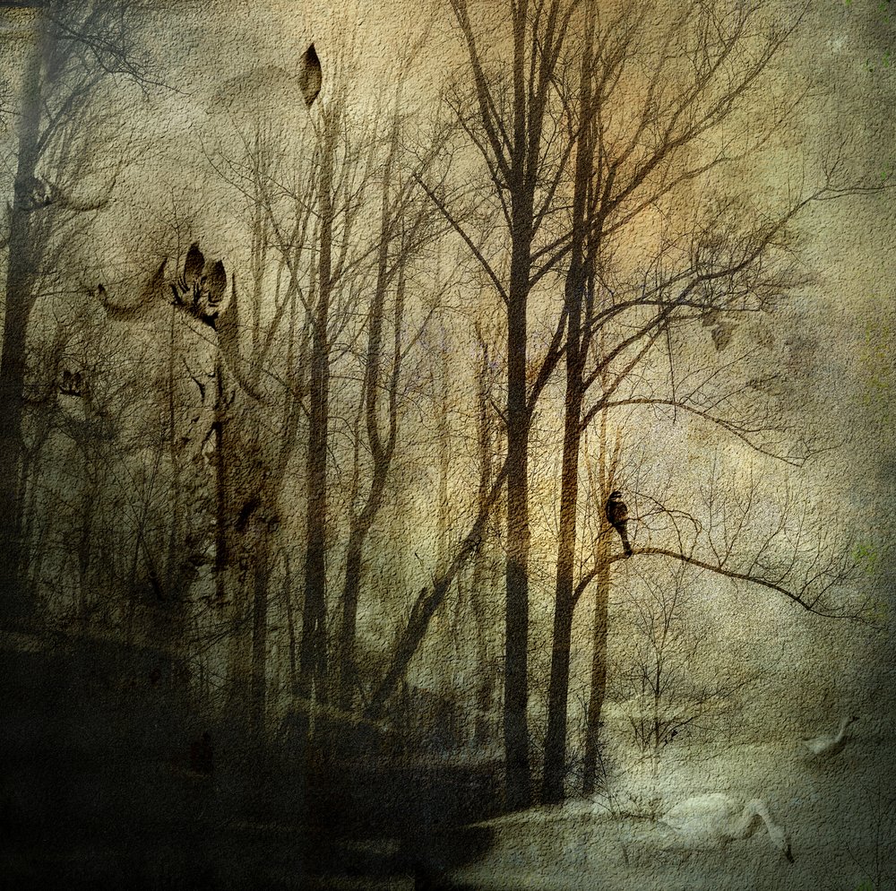 Mystiske vinterskove af Rachel Pansky
