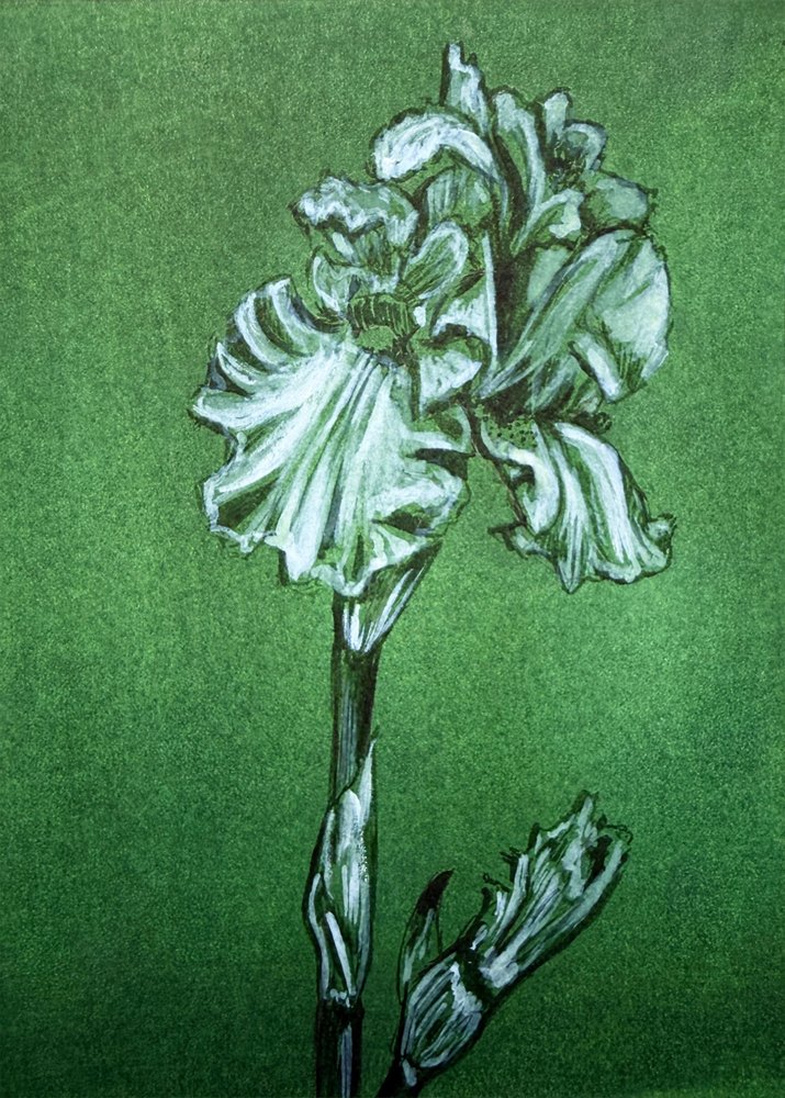 Elegant grøn iris af Renee Machan Cottagecore Artist