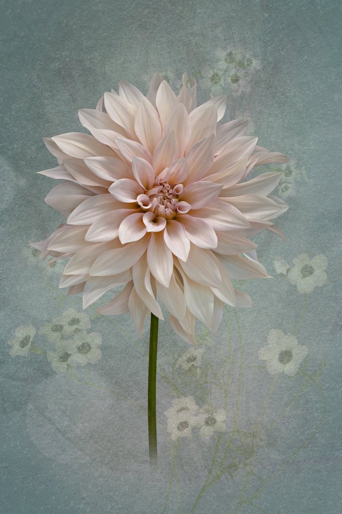 Blush Dahlia-blomst af Richard Urbanski