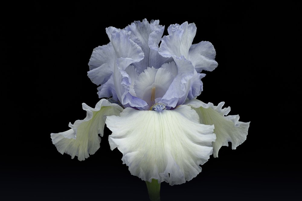 Elegant blå iris af Richard Urbanski