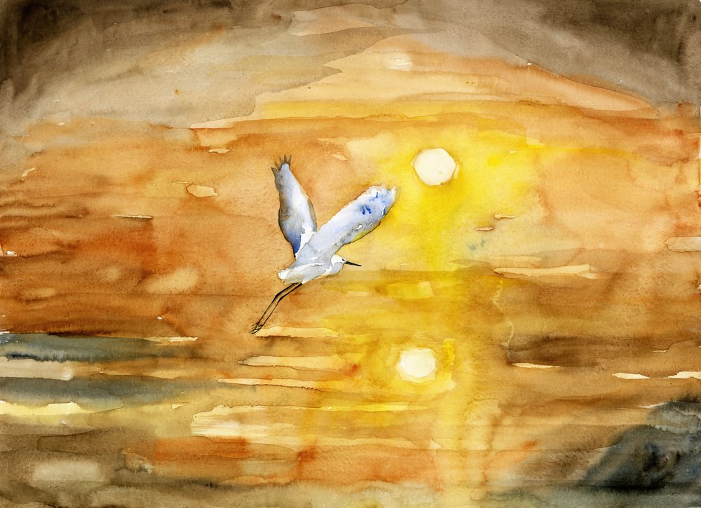 Hvidhejrens flyvning i den gyldne solnedgang af RodMacIver