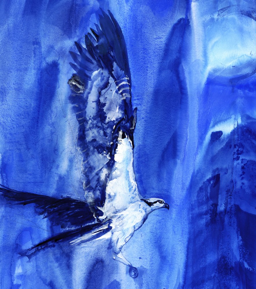 Flying Blue-fiskørn af RodMacIver