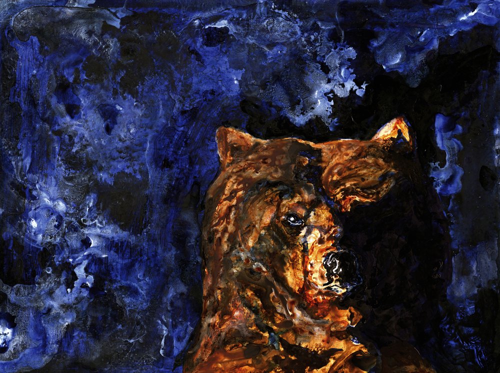 Grizzlyens intense blik af RodMacIver