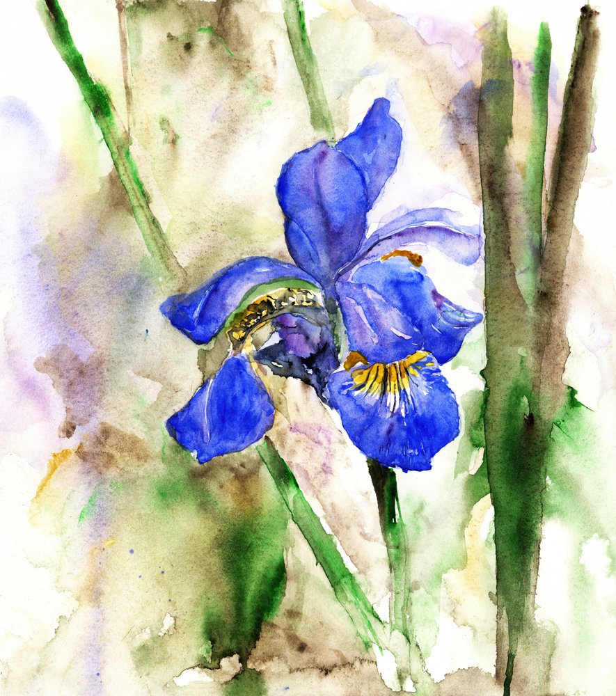 Levende blå iris af RodMacIver