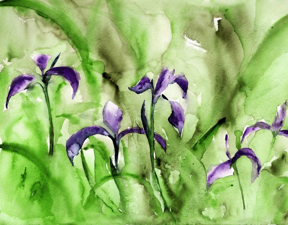 Farverig iris-have af RodMacIver