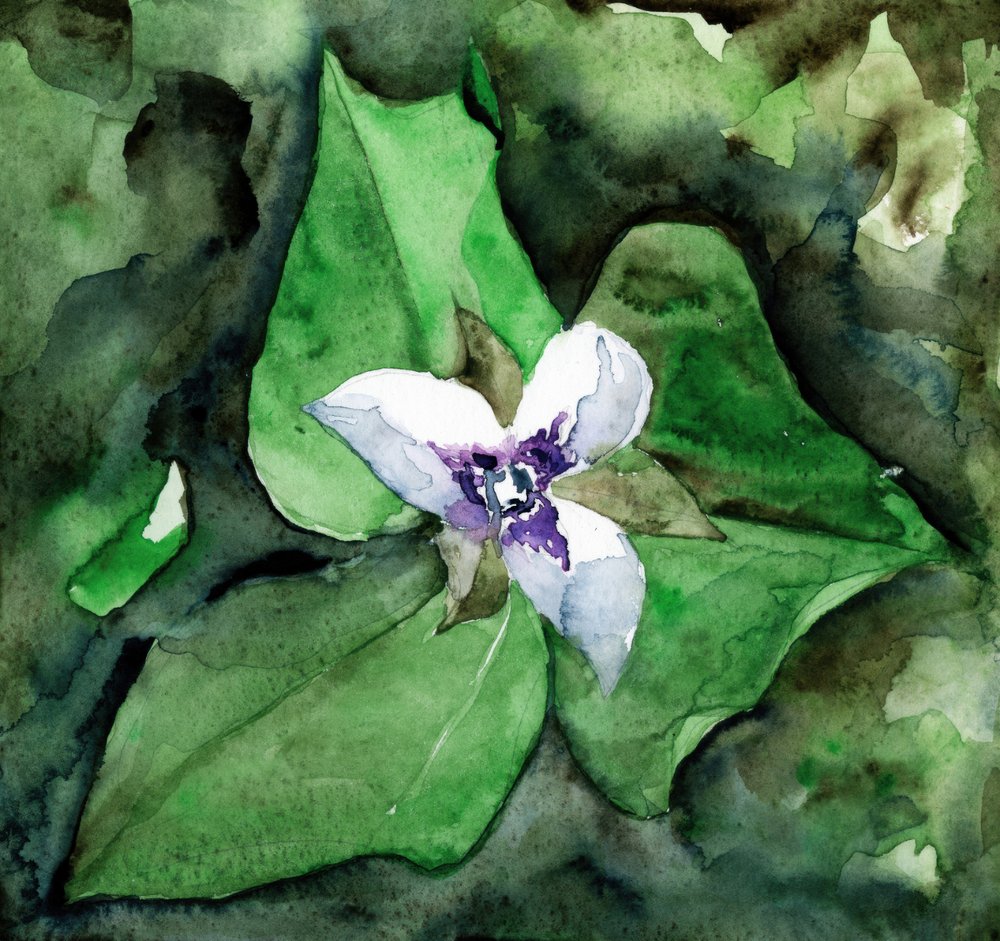 Hvid trillium i blomst af RodMacIver