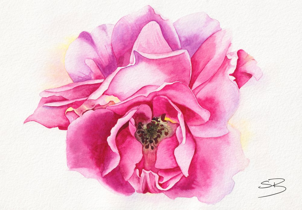 Blomstrende lyserød rose af Salome