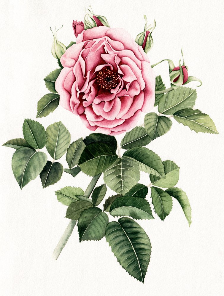 Blomstrende lyserød rose af Salome