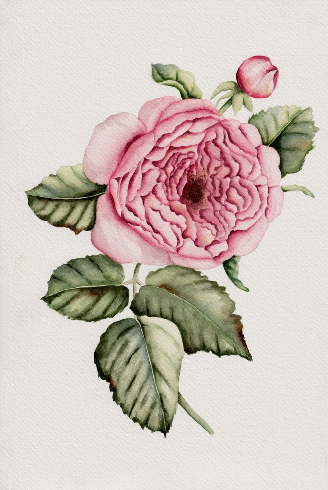 Botanisk lyserød rose af Salome