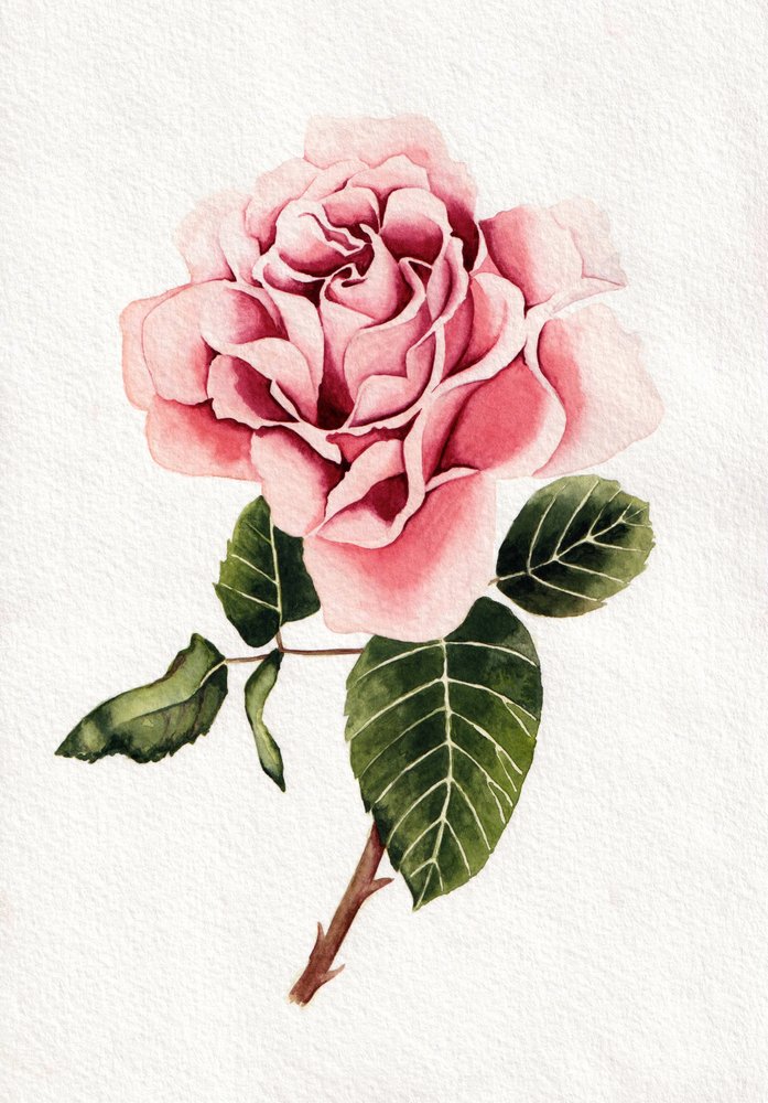 Elegant lyserød rose i fuldt flor af Salome