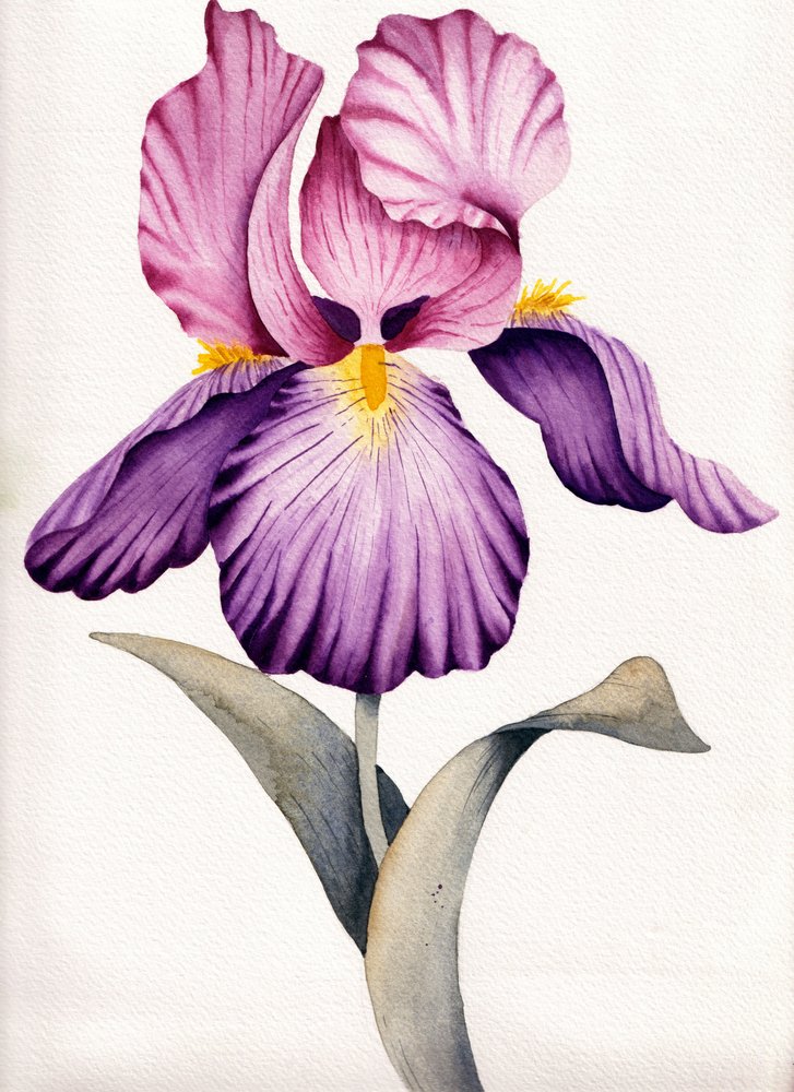 Levende lilla iris af Salome