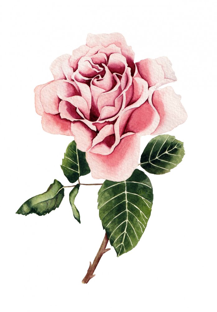 Akvarel: Lyserød rose af Salome