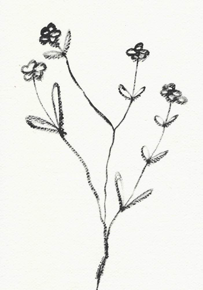 Minimalistisk botanisk tegning af Santhosh ch