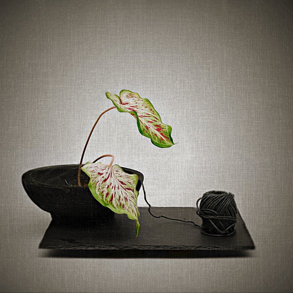 Caladium og sort garn af Saskia Dingemans