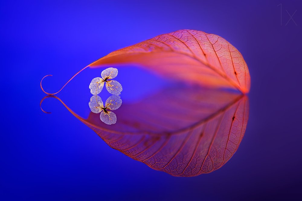 Refleksion af et flydende blad af Sophie Pan