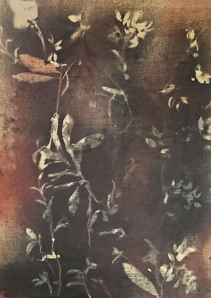 Mørke botaniske former af Stefano Mazzolini