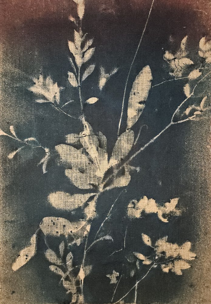 Vintageblå botaniske motiver af Stefano Mazzolini