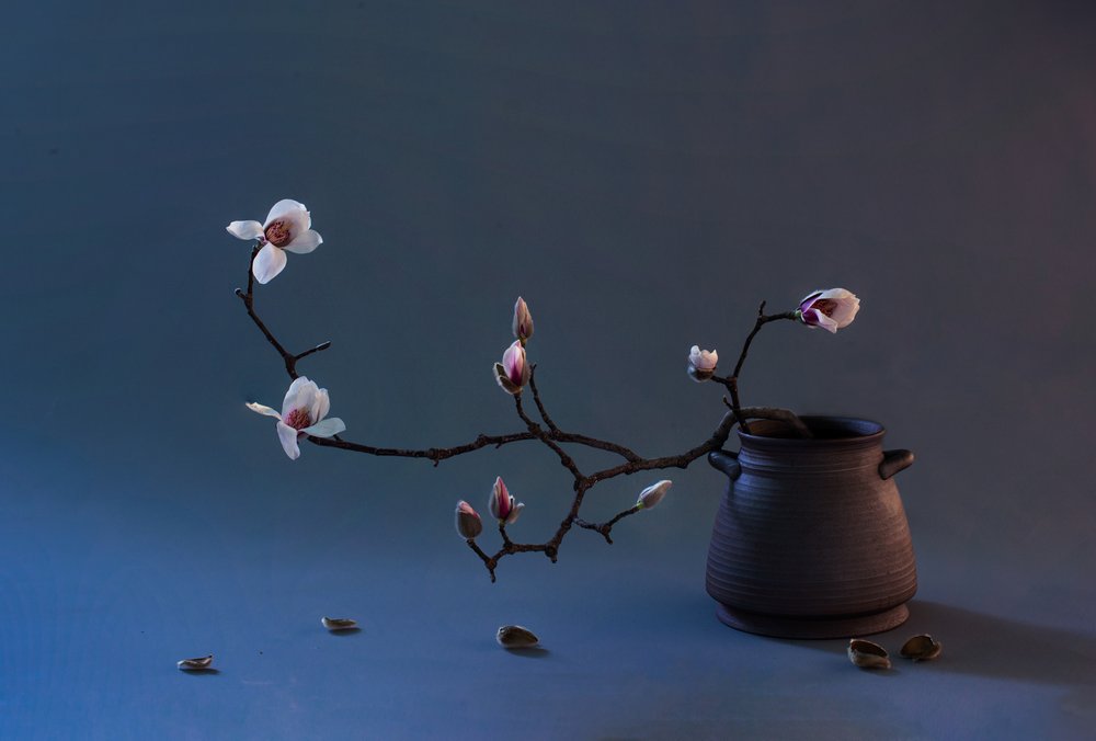 Zen-magnoliablomst af Summer2016